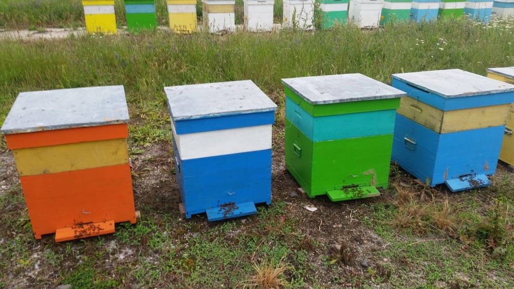 Familii / stupi de albine. Foarte productive.