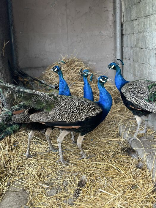 Vand pauni standard (india blue)