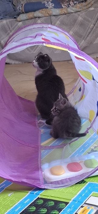 Кошка с котенком