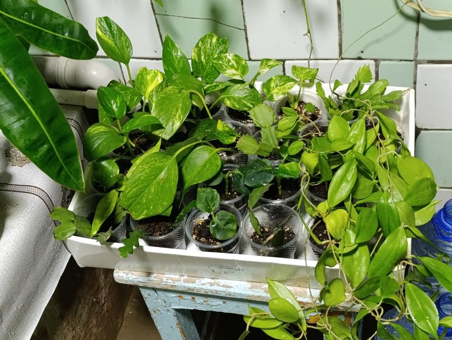 Комнатные растения