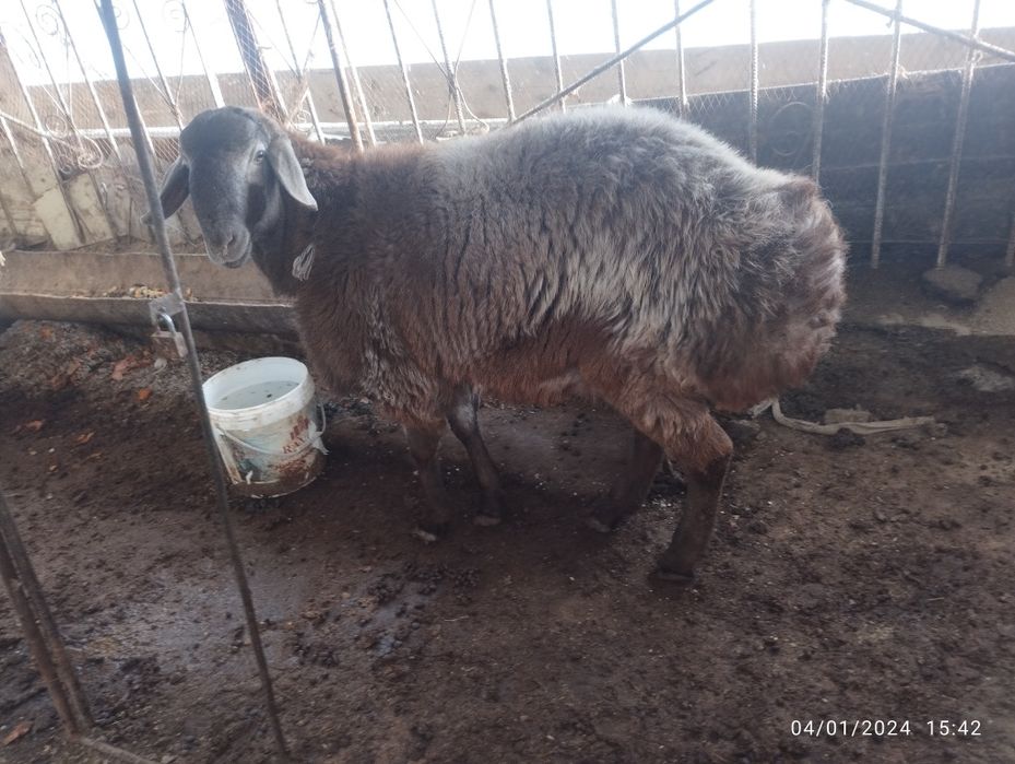 Arashan 8 oylik sotiladi