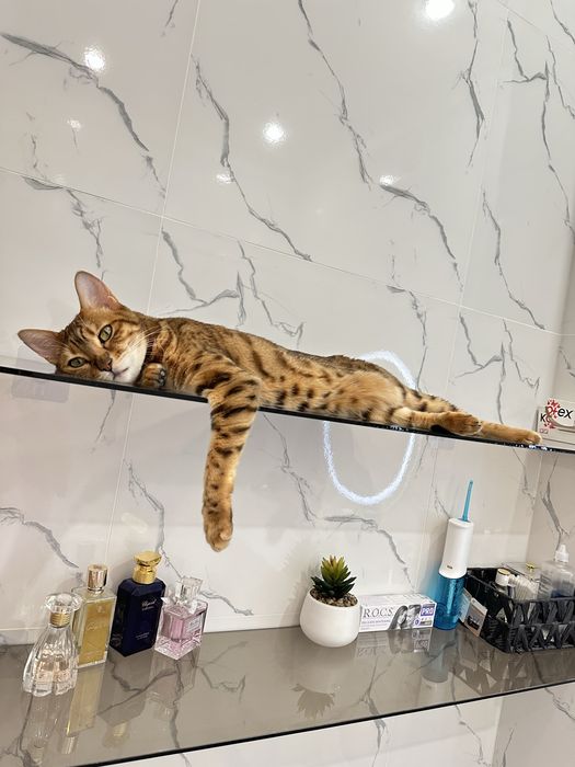 Кошка Бенгальская