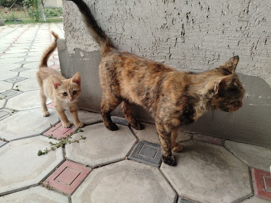 Отдам котят бесплатно