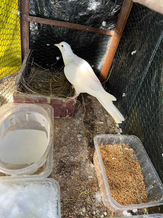 Turturele Razatoare predare personala Pitesti