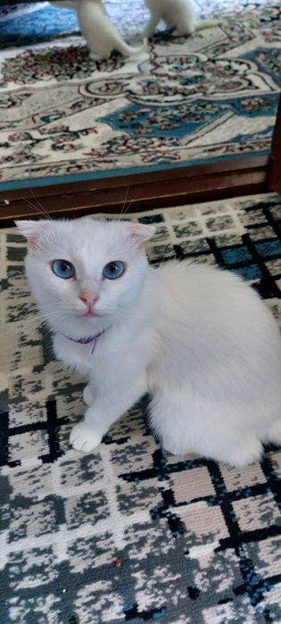 Ажойиб ва соглом мушукчалар сотилади. Жуда уйноки ва мехрибон