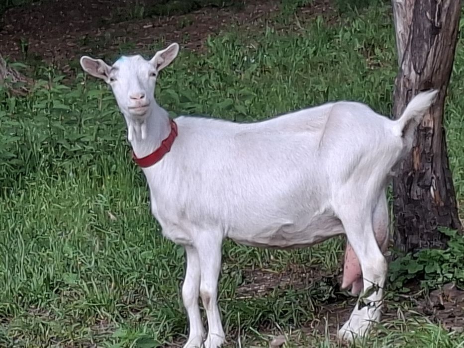 Capre de vanzare