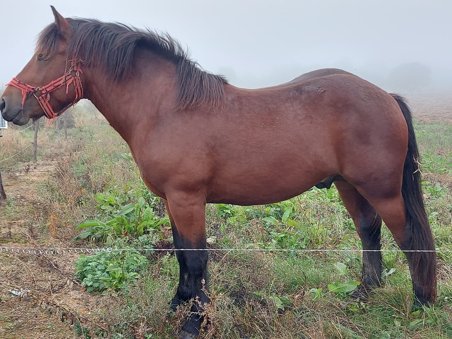 Vând mânz de 2 ani