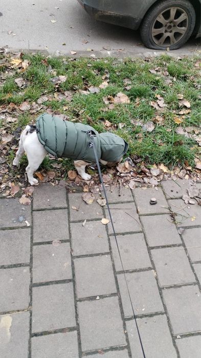 Bulldog francez mascul