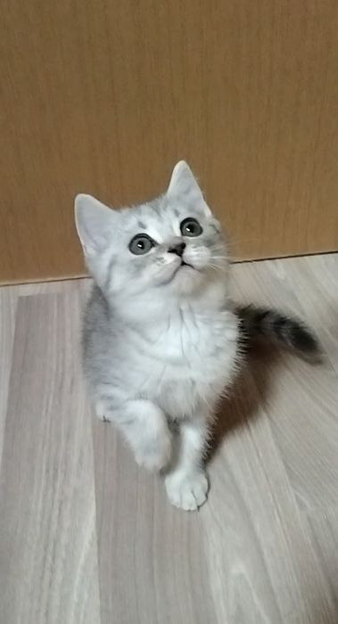 Шотландский Скоттиш страйт.