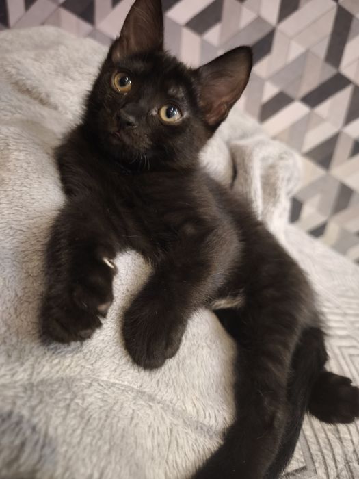 Котята бесплатно!