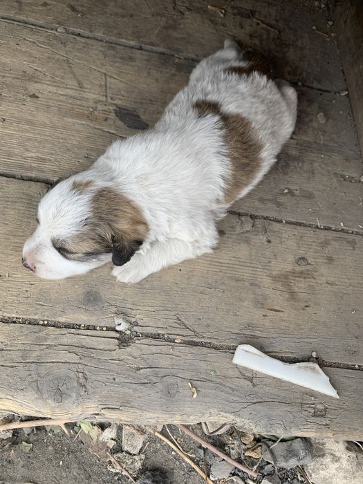 Отдам даром