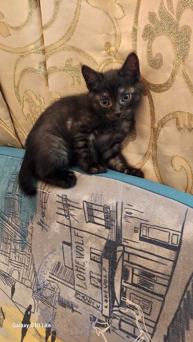 Отдадим котенка в хорошие руки