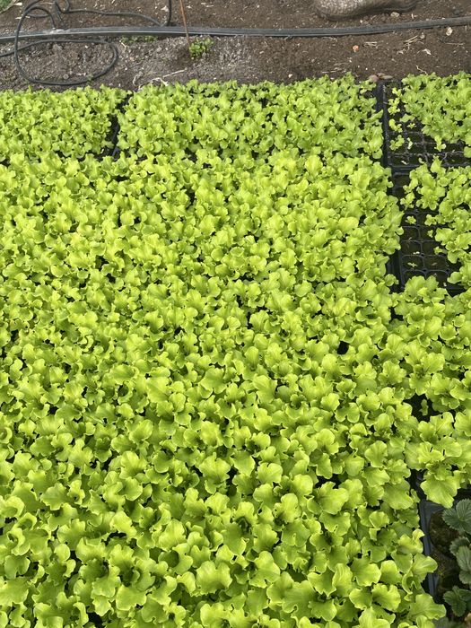 Разсад марул ягоди