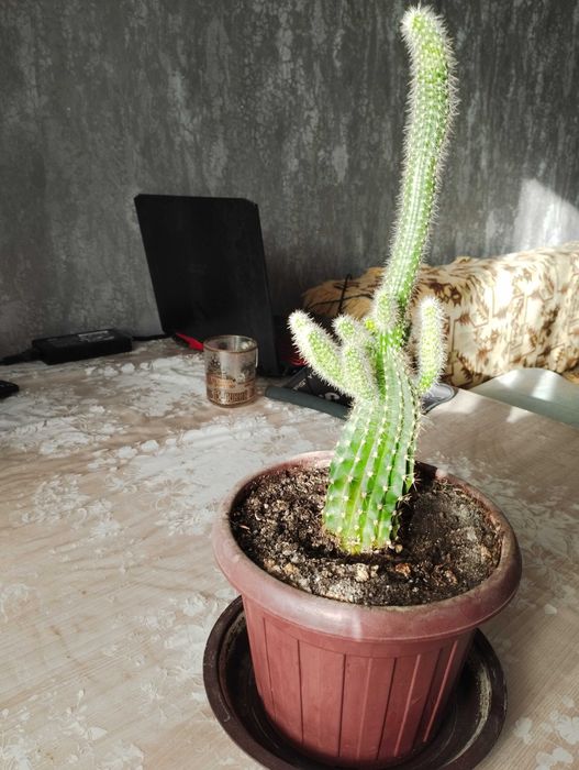 Кактус в горшке продам.