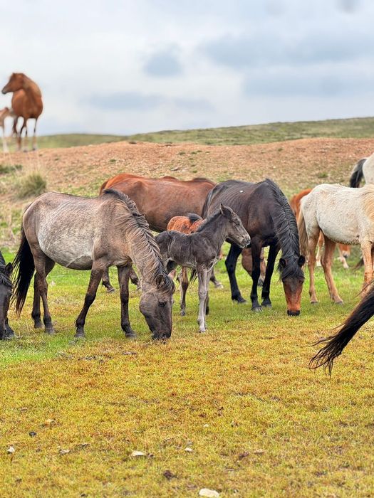 Бие сатылады сартөбе
