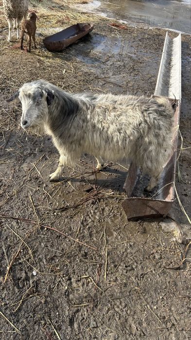 Продам барана и козу