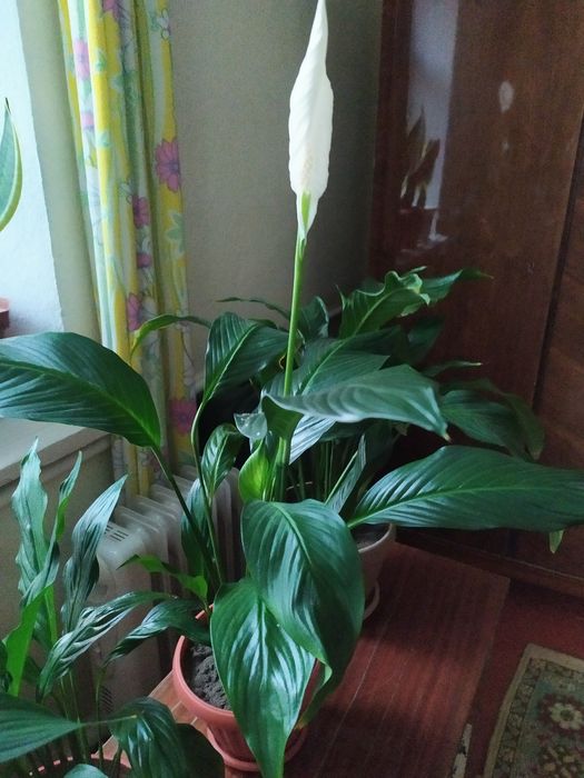 Цветы . Женское счастье