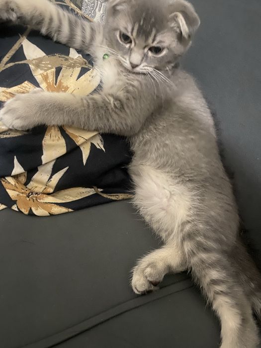 Кот виславуха 2 месеца