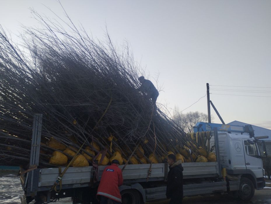 Все виды лиственных деревьев