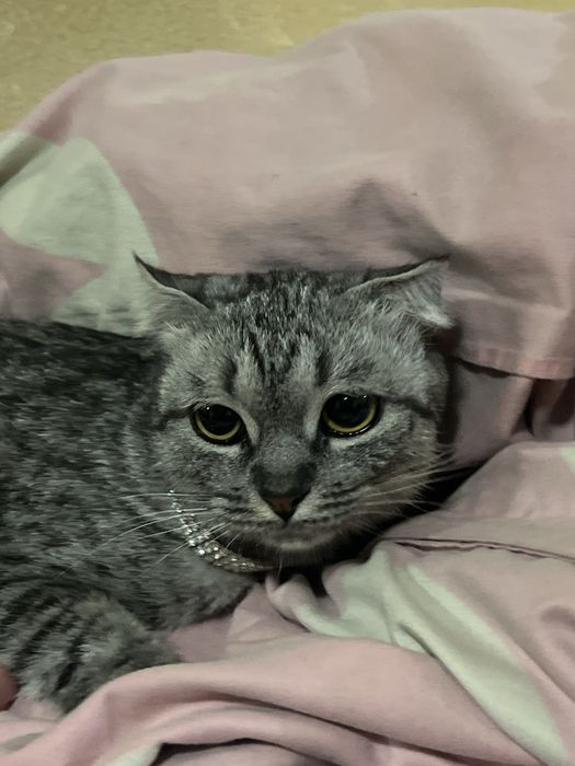 Кошка шотландскую вислоухую, девочка 5 месяцев