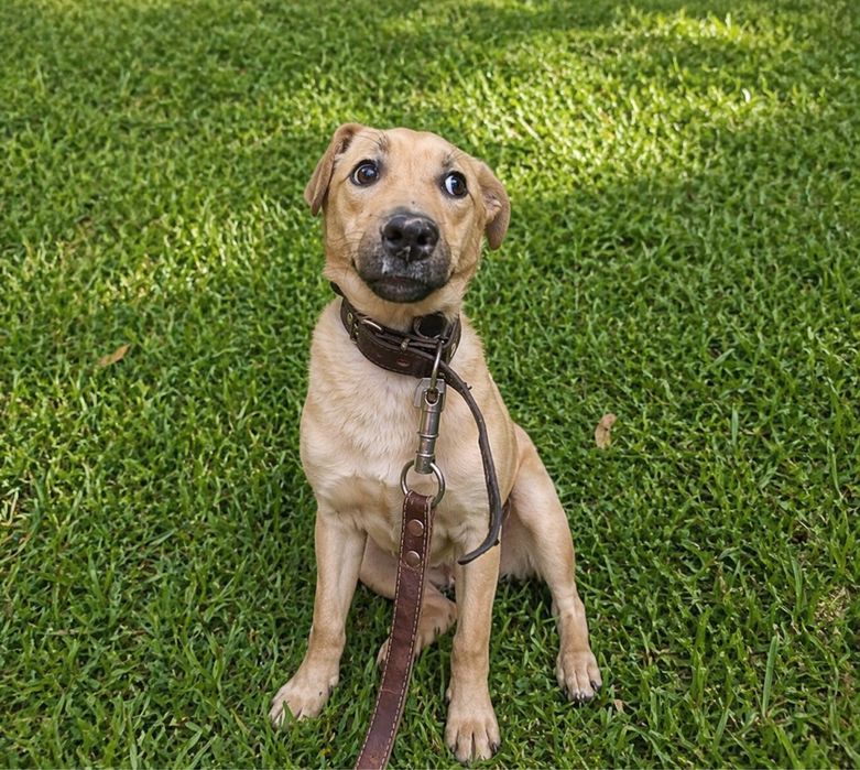 Пристраиваю красавицу собачку (стерилизованна)