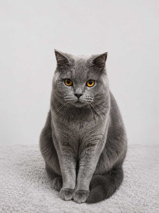 Scottish Fold mushuk sotiladi bolalari blan