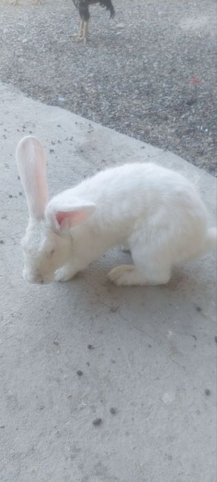 Куёнлар Гигант бор