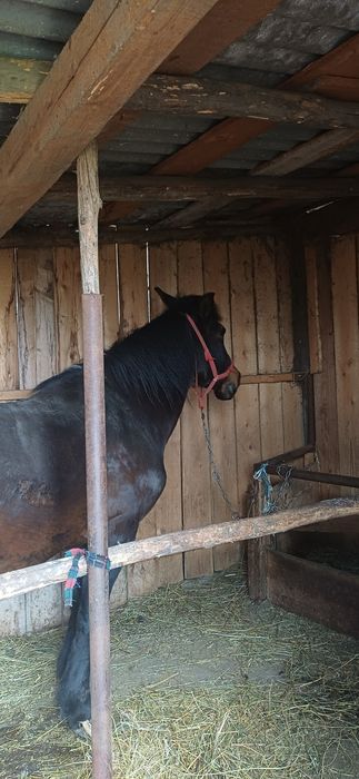 Vând iapă din rasa Metis  Semigreu Românesc