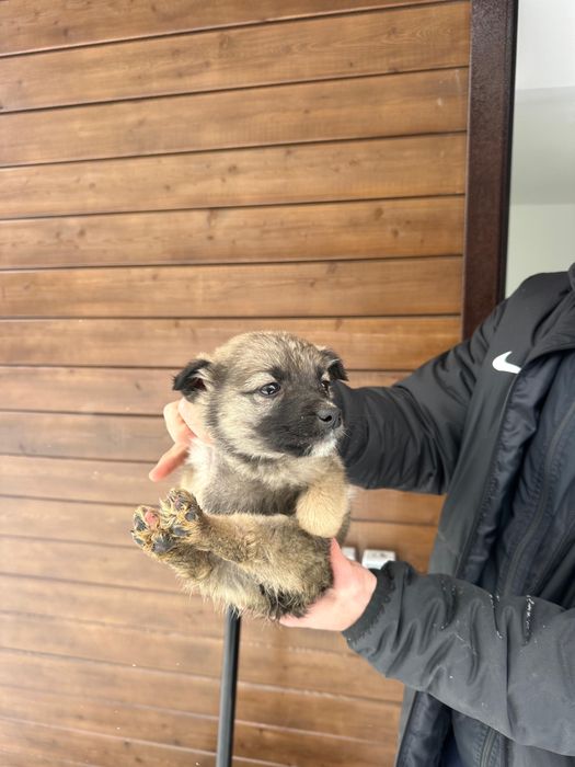 Отдадим щенков в добрые руки