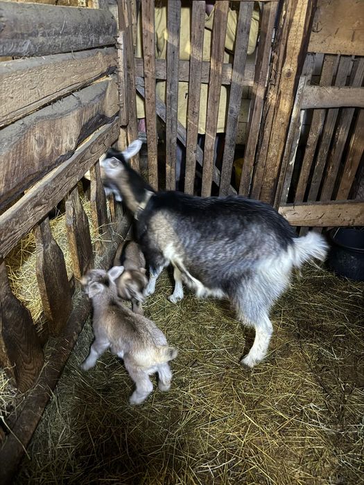 Capre cu iezi din 10.02