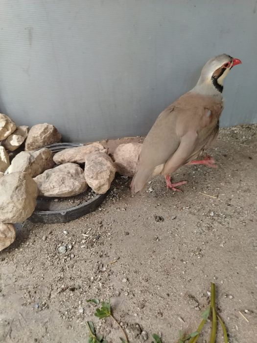 Potarniche de stanca Bucuresti Sectorul 5 • OLX.ro