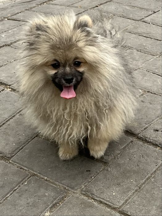 Щенок шпица,маольчик