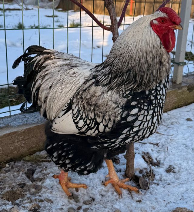 Schimb următoarele păsări cu găini tinere  de țară