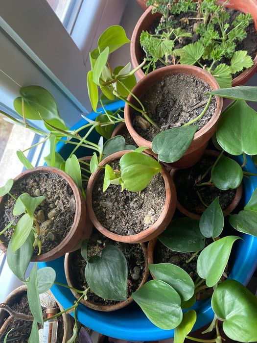 Filodendroni, pothos, mușcate parfumate și ghivece de ceramică