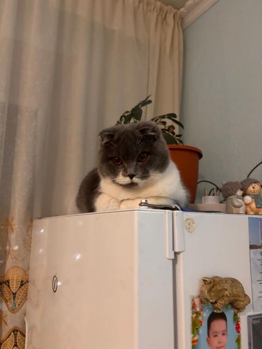 Продам кошечку 10 месяцев с приданным