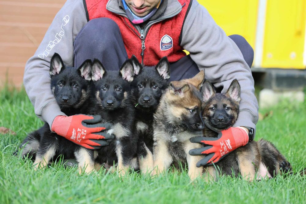 Ciobanesc German Linie de lucru spate drept Canisa autorizata
