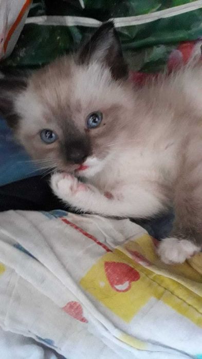 Котята интересной масти