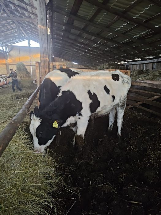 Vand juninci holstein