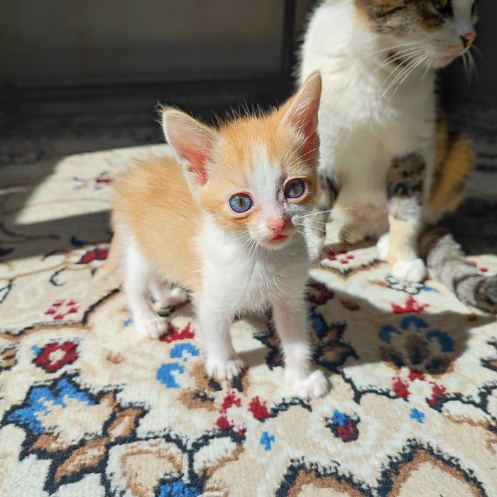 Отдадим котят бауырластар 2