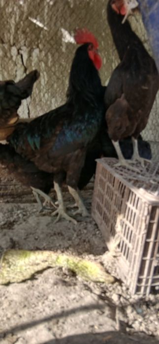 Gigant Qora Shahzoda Tovuqlari, Xo‘rozlari, Tuxumlari va 2 Oylik Jo‘ja