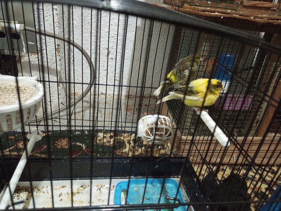 Kanareka tayor nar-modalar