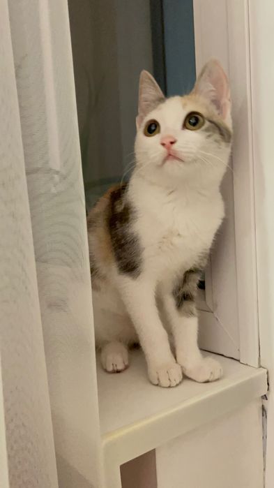 Девочка котенок 4 мес