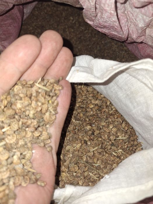 Продам семена экспарцет