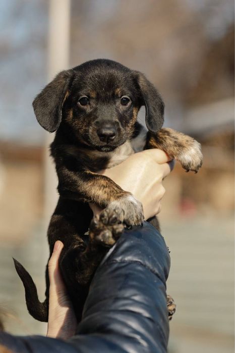 Щенок в добрые руки