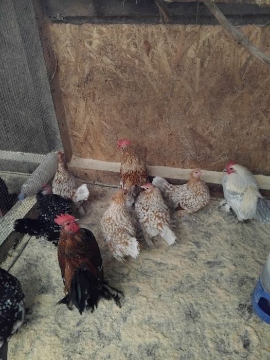 Mii de flori  rasa pură