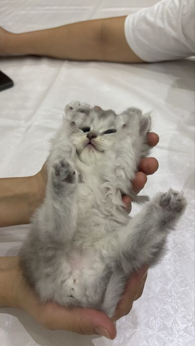 Scottish Fold zotli