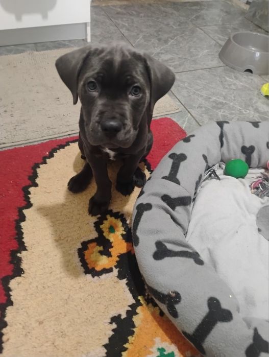 Продавам женско кане корсо