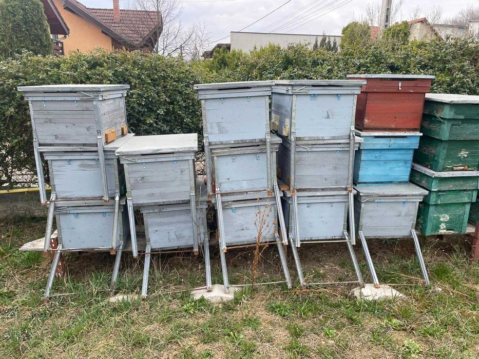 Vând cutii stupi de albine
