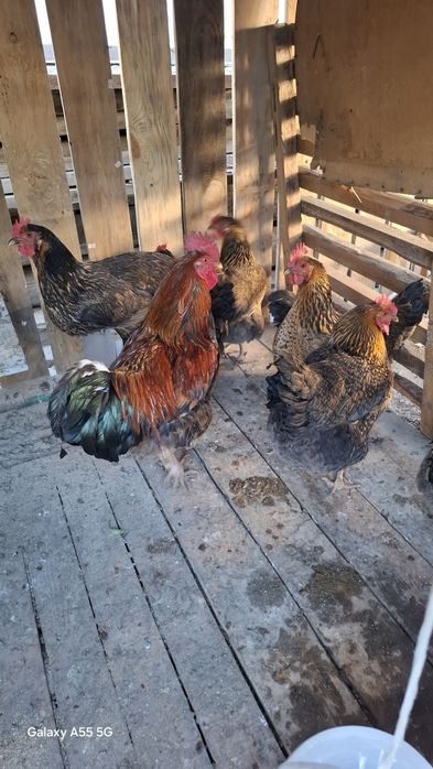 Осы кучинский ситцевый сатылады