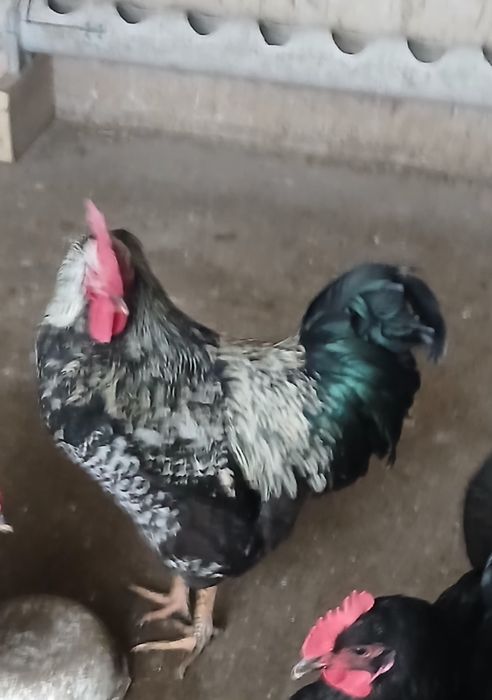 Петух джерсийский гигант